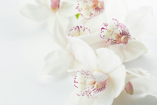 Spring - Light Awakening