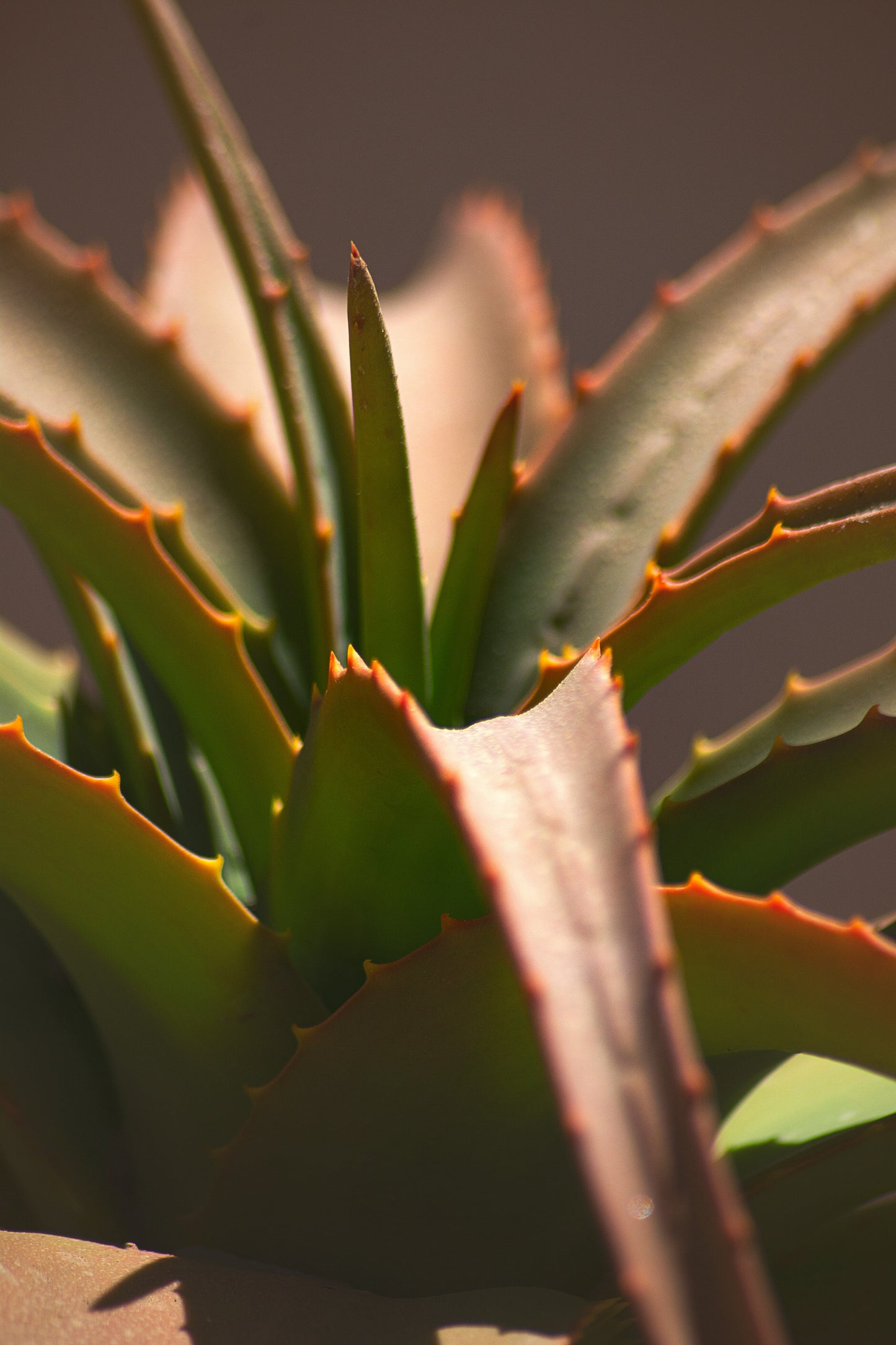 Retinol Alternative Serum