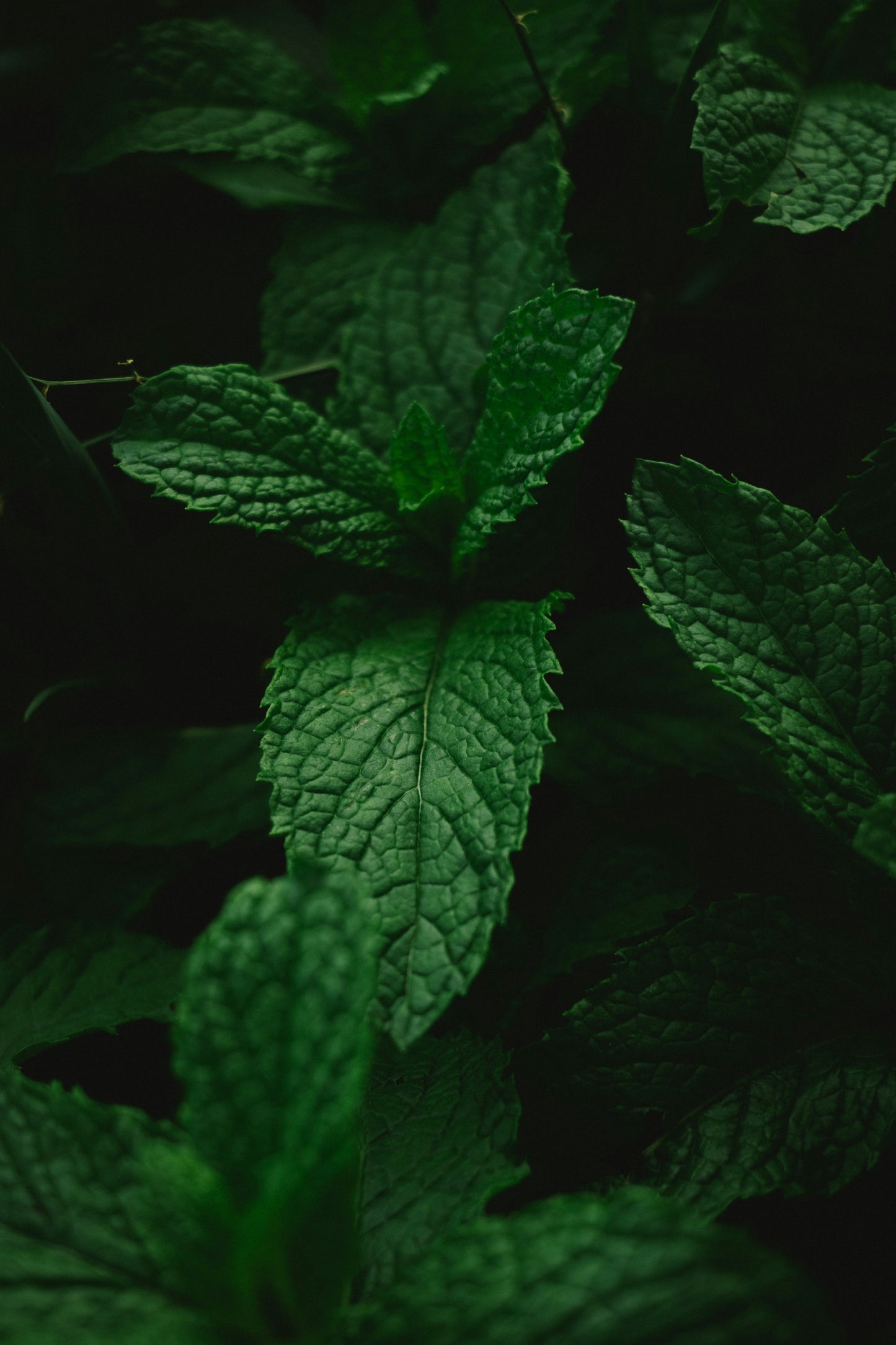 Microbiome Prebiotics Face Mist