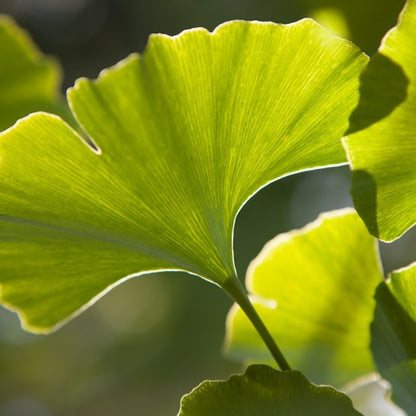 Antioxidant Ginkgo Gel Booster